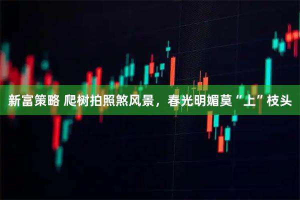 新富策略 爬树拍照煞风景，春光明媚莫“上”枝头